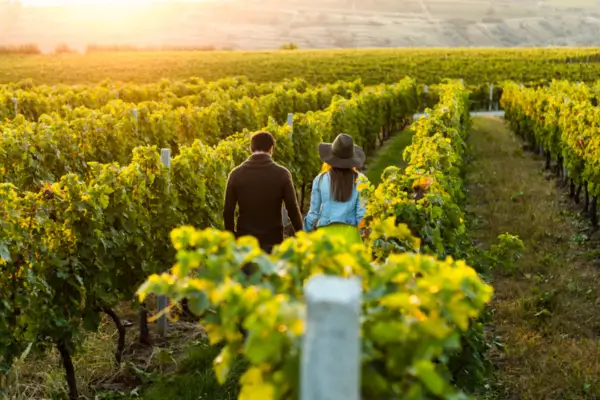 Experiências de Turismo Rural Sustentável em Vinícolas Biodinâmicas no Sul da França